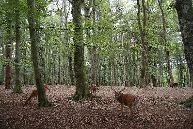 Bianca サン・ジョバンニ・ロトンド